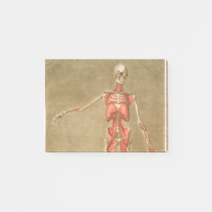 POST-IT® ANATOMY SKELETON BONNES SKELETON MUSCLE HUMAN ANAT