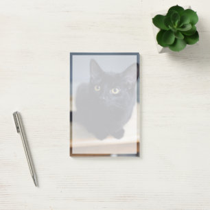 Post-it® Animaux de bébés cutest Portrait d'un chat noir