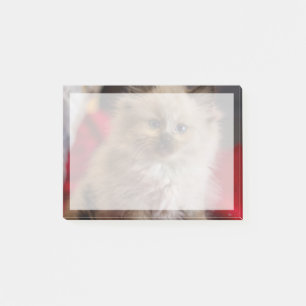 Post-it® Animaux de bébés cutest Siamese Kitten