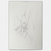 Articulation de l'épaule vintage de l'anatomie |