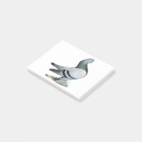 Barre Bleue Berliner Tumbler Pigeon