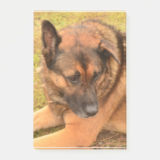 Post-it® Berger allemand avec une oreille souple (Devant)