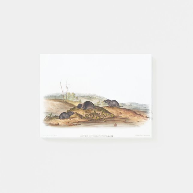 Post-it® Carolina Shrew House Souris Girl Boy Room (Devant)