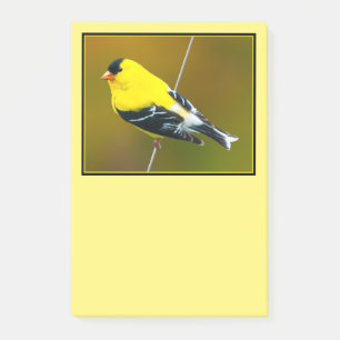Post-it® Chardonneret d'Amérique - Photographie originale