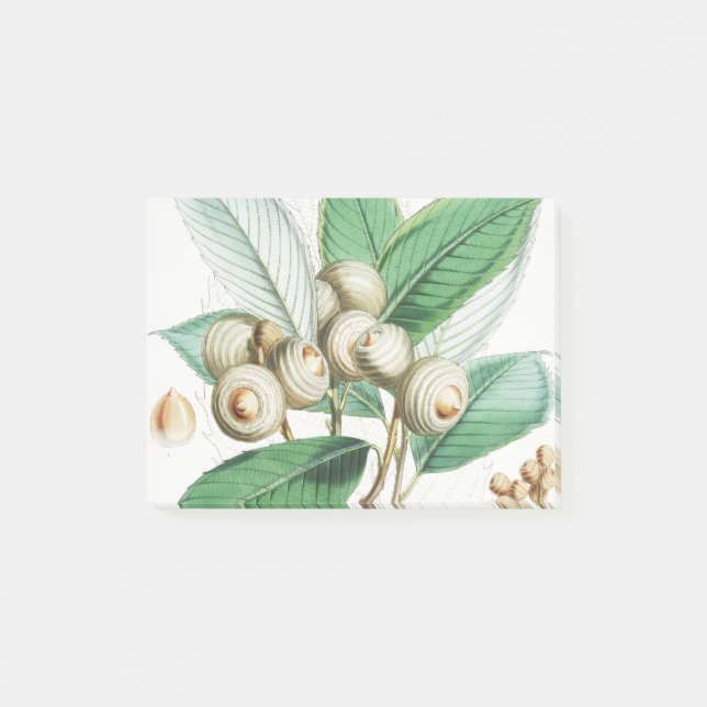 Post-it® Chêne vert (Devant)