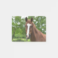 Cheval Visage Avec Marquage