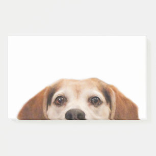 Post-it® Chien Beagle sympa Chien moderne tendance