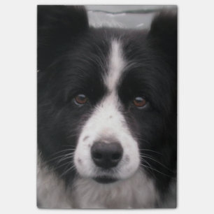 Post-it® Chien de border collie