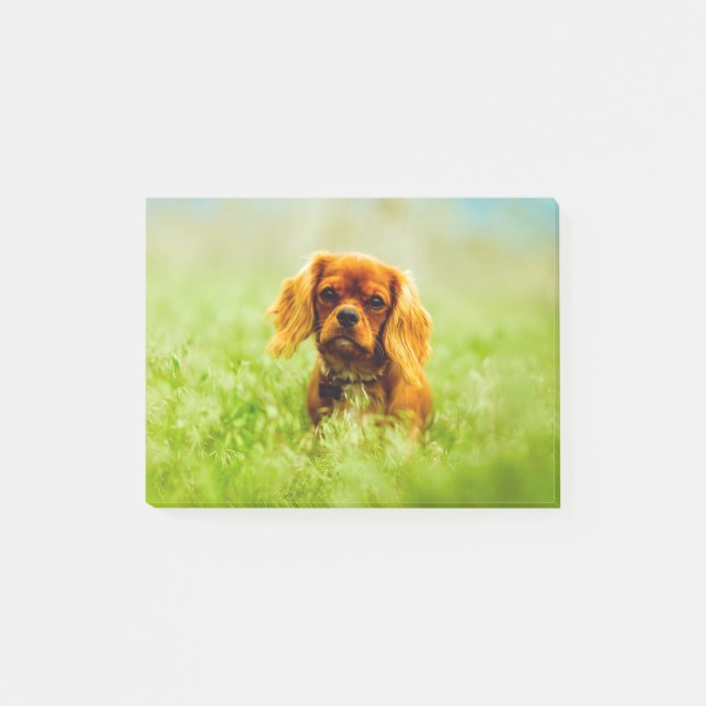 Post-it® Chiot dans le champ (Devant)