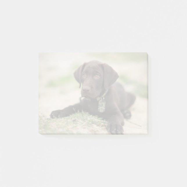 Post-it® Chiot de laboratoire de chocolat (Devant)