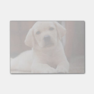 Post-it® Chiot jaune de Labrador de bébé s'étendant sur 