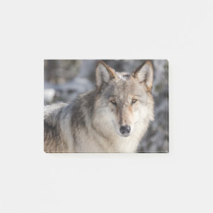 Post-it® Conception de la nature et du loup