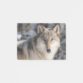 Post-it® Conception de la nature et du loup