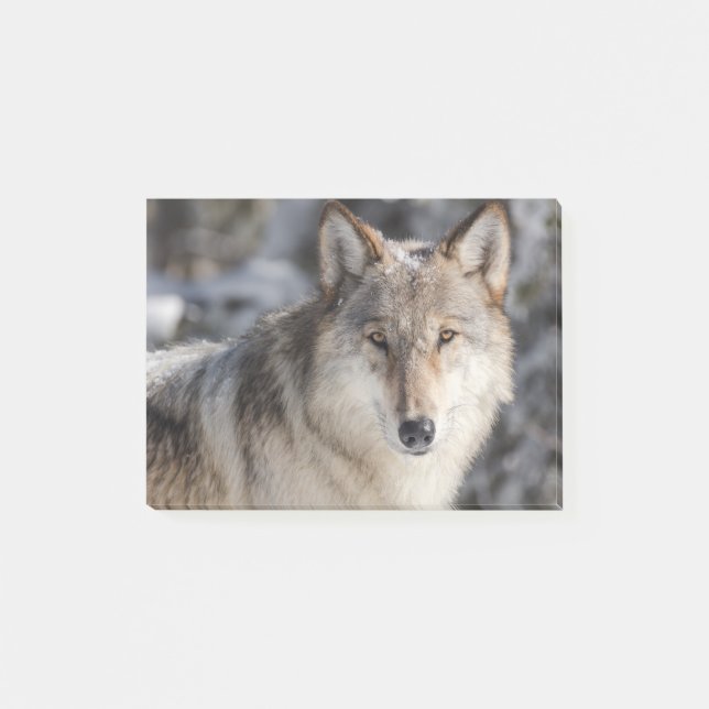 Post-it® Conception de la nature et du loup (Devant)