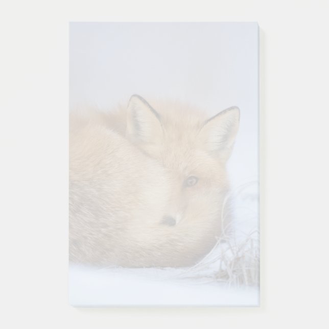 Post-it® Cute Little Fox Curling Up Winter Photo (Devant)