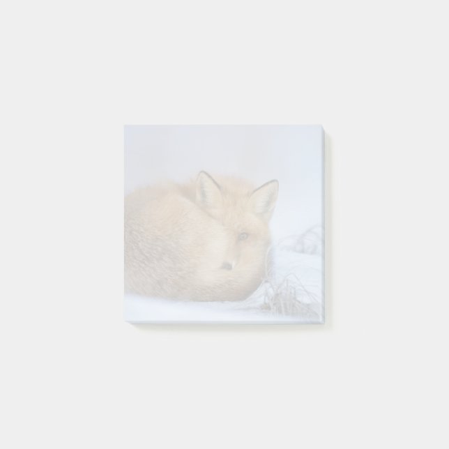 Post-it® Cute Little Fox Curling Up Winter Photo (Devant)