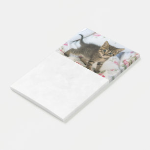 Post-it® Cute Tabby Kitten À L'Air Surpris