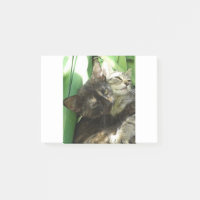 De petits chatons câlins