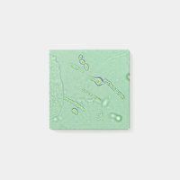 Diapositive de laboratoire du microscope de levure