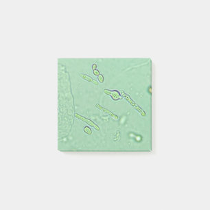 Post-it® Diapositive de laboratoire du microscope de levure