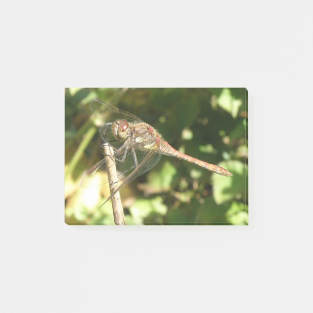 Post-it® Dragonfly on a Twig Post il note (Devant)