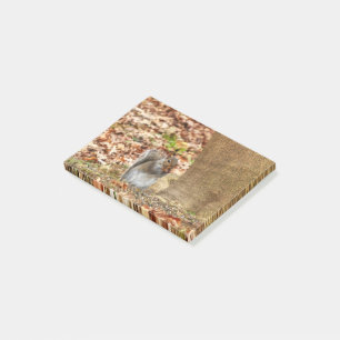 Post-it® Écureuil affamé