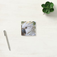 Élégance en blanc : le majestueux cacatoès austral