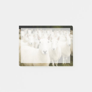 Post-it® Fermes   Troupeau de moutons