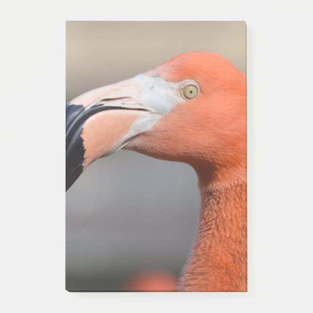 Post-it® Flamant rose des Caraïbes (Devant)