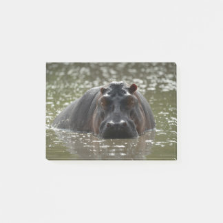 Post-it® Hippo regarde la caméra depuis la rivière