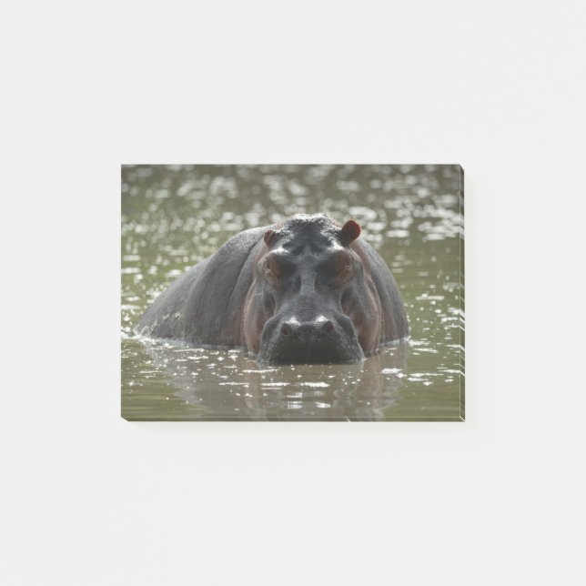 Post-it® Hippo regarde la caméra depuis la rivière (Devant)