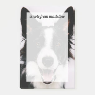 Post-it® Images de Getty   A border collie de sourire
