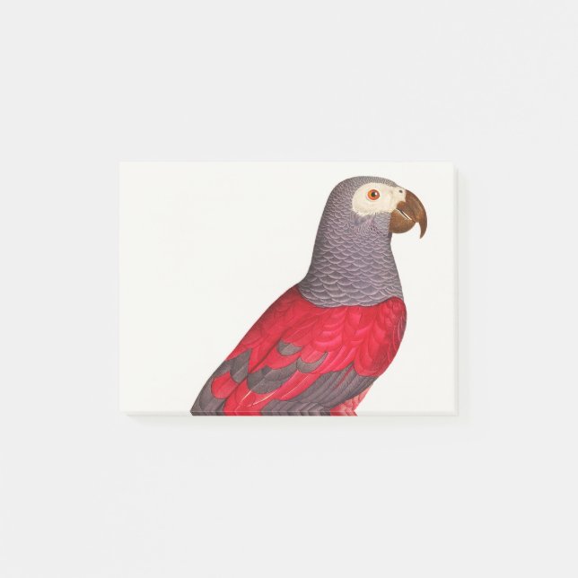 Post-it® Le perroquet rouge gris, Psittacus erithacus (Devant)
