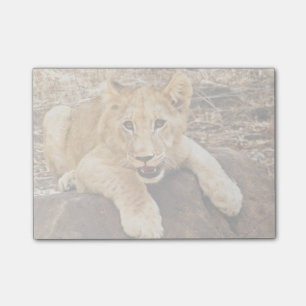 Post-it® Le tigre CUB prend le reniflard sur une roche