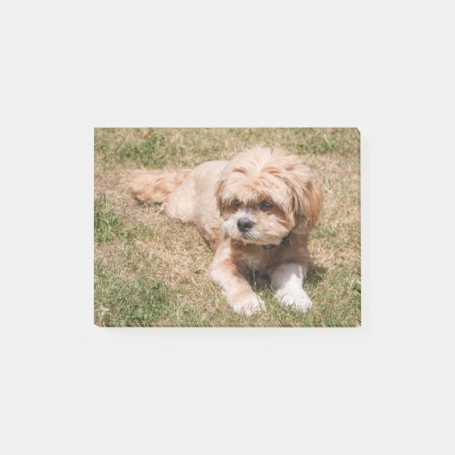 Post-it® Lhasa Apso dog (Devant)