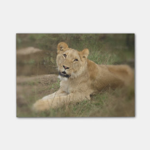 Post-it® Lion de vagabondage