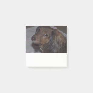Post-it® Long Haired Dachshund Post it Notes