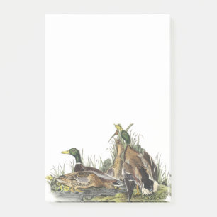 Post-it® Mallard par Audubon