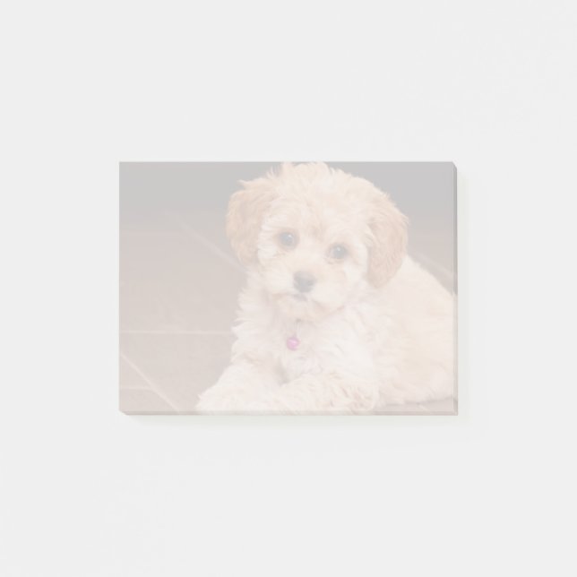 Post-it® Mélange de caniche de bébé ou chiot maltais de (Devant)