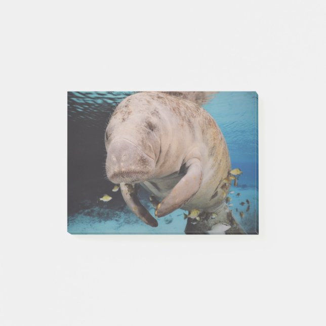 Post-it® Natation de vache marine (Devant)