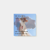 Notes de vente de chiots affichées