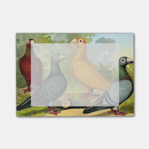 Post-it® Oiseaux de pigeon de dragon