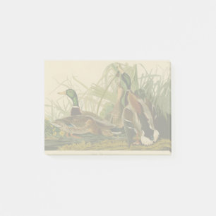 Post-it® Peinture d'oiseaux de Mallard Duck Audubon