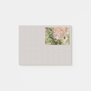 Post-it Photo chat, lynx, animaux
