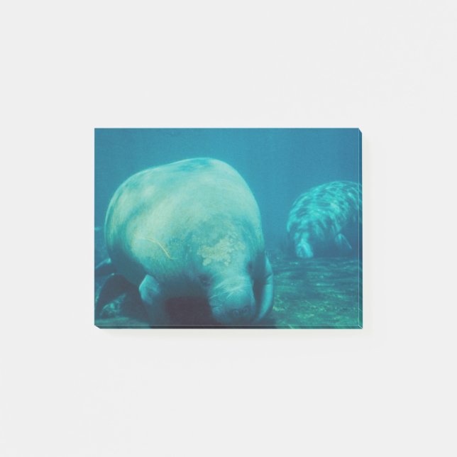 Post-it® Photo de lamantin (Devant)