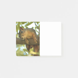 Post-it® Photo nature d'écureuil mignonne et curieuse