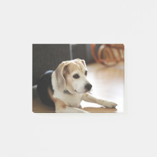 Post-it® Plan rapproché de chiot sain de beagle