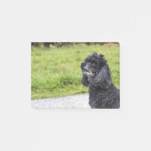 Post-it® Poodle noir 2