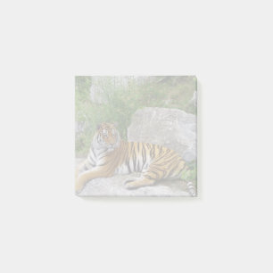Post-it® Portrait photo d'un tigre de Sibérie