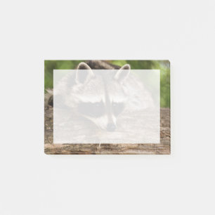 Post-it® Raccoon mignon reposant sur un journal